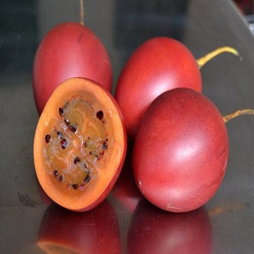 Cà chua thân gỗ F1 giàu dinh dưỡng – Dễ trồng nhanh ra trái